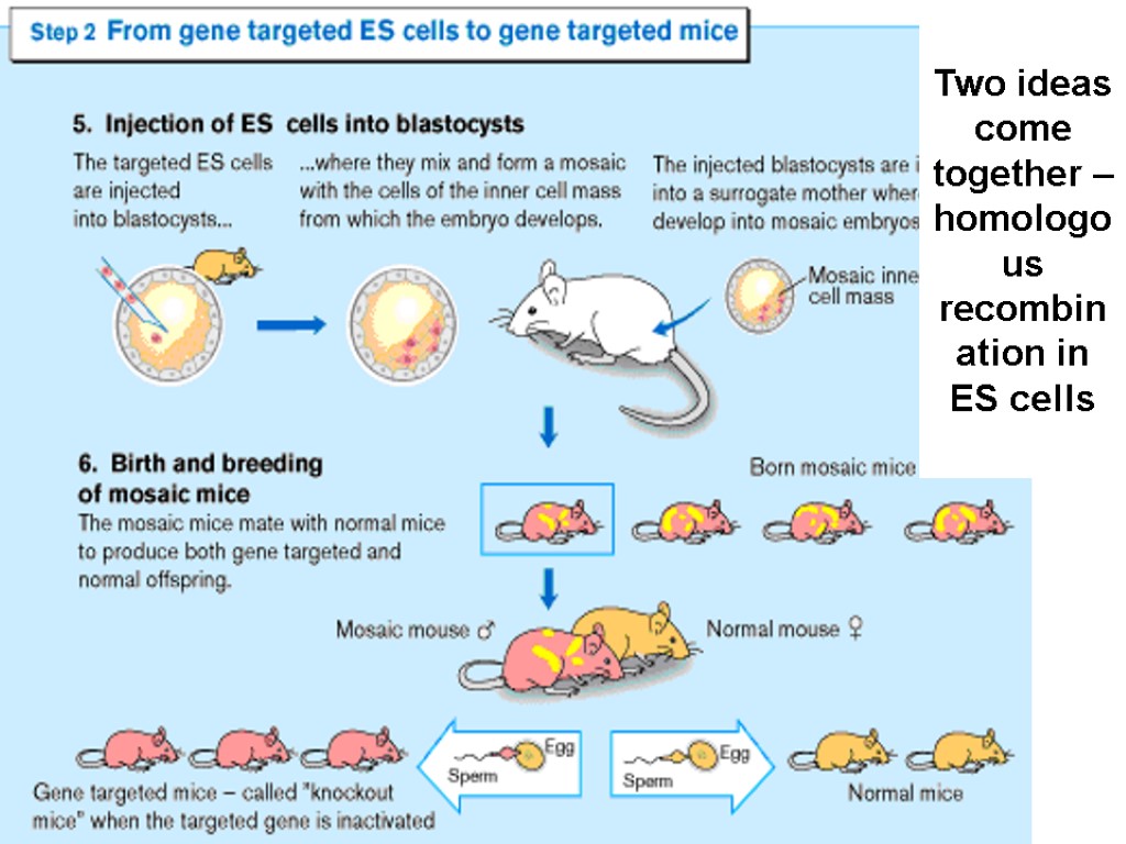 Two ideas come together – homologous recombination in ES cells